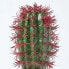 Фото #13 товара Искусственные цветы Homescapes Künstlicher Kaktus Denmoza Rhodacantha