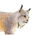 Фото #4 товара Фигурка Safari Ltd Lynx Figure Wild Safari Серия (Дикая Сафари)