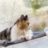 Фото #17 товара Подвесной гамак для кошек Catlax InnovaGoods