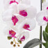 Фото #7 товара Künstliche weiß-pinke Phalaenopsis