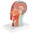 Фото #2 товара Model anatomiczny 3D głowy i szyi człowieka skala 1:1