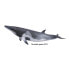 Фото #1 товара Фигурка Collecta Whale Minke XL Figure Collected (Собранный)
