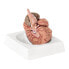 Фото #4 товара Model anatomiczny ludzkiego mózgu 9 elementów w skali 1:1