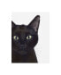 Фото #1 товара Fab Funky Cat, Portrait of Gus Canvas Art - 19.5" x 26"