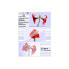 Фото #1 товара Olympia 1x100 DIN A6 125 micron - Transparent - A6 - 100 pc(s)