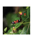 Фото #1 товара Kurt Shaffer Doris Longwing Butterfly Canvas Art - 20" x 25"