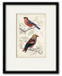 Фото #1 товара D'Orbigny Birds IV 16" x 20" Framed and Matted Art