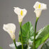 Фото #6 товара Dekopflanze Calla 100 cm