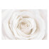 Фото #1 товара Обои Bilderwelten Pretty White Rose