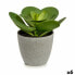 Decorative Plant 18 x 18,5 x 18 cm Grey Green Plastic (6 Units)