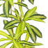 Фото #5 товара Декоративное растение Полиуретан Цемент 180 cm