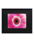 Фото #1 товара Kurt Shaffer Pink Gerber Matted Framed Art - 15" x 20"