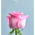 Фото #4 товара Лосьон для тела Rose Touch 400 мл