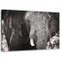 Фото #1 товара Wandbild Elefant Afrika Schwarz und Weiß