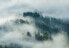 Фото #1 товара Vlies Fototapete Wald im Nebel Natur