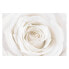 Фото #1 товара Vliestapete Pretty White Rose