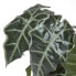 Фото #6 товара Künstliche Alocasia Pflanze im Topf