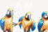 Фото #10 товара Acrylbild handgemalt Parrot Party