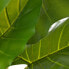 Фото #3 товара Декоративное растение искусственное BB Home Зеленый Филодендрон 75 x 60 x 155 см