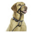 Фото #7 товара Ошейник для дрессировки собак Company of Animals Halti Чёрный Намордник (40-54 cm)