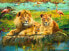 Puzzle Löwenfamilie 500 Teile
