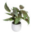 Фото #1 товара Декоративное растение зеленое PVC 52 x 44 x 44 см BB Home