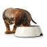 Фото #5 товара Кормушка для собак Hunter меламин Нержавеющая сталь Белый 350 ml (18,5 x 18,5 x 9,5 cm)