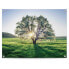 Фото #1 товара Kunstdruck Baum in der Morgensonne