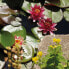 Фото #2 товара Ящик для цветов FIAP Planter pond basket 2654