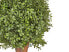 Фото #5 товара Искусственные цветы Beliani BUXUS BALL TREE