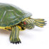 Фото #2 товара Фигурка Safari Ltd Red-Eared Slider Turtle Figure Wildlife Wonders (Дикие Чудеса)