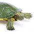 SAFARI LTD Red-Eared Slider Turtle Figure