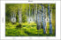 Фото #10 товара Fototapete BIRKEN Bäume Wald Natur 3D