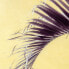 Фото #6 товара Полотно Пальмовое 100 x 2,5 x 100 cm Листья