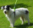 Фото #3 товара Шлейка для собак Dingo Fred Energy, размер 60, ширина 1.6 см, Розовая (94613)