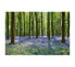 Mystical Bluebell Woodland Wandkunst