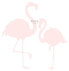 Fototapete Flamingos