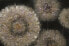 Фото #11 товара Картина ручной работы KUNSTLOFT Meer aus Pusteblumen - акриловое изображение 120х60 см