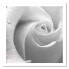 Фото #3 товара Bild auf leinwand Weiße Rose Blumen
