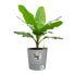 ELHO - Blumentopf - Greensense Aqua Care Round 30 - Light Cement - Innen/Auen - 29,5 x H 29,1 cm
