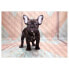 Vlies Fototapete French Bulldog