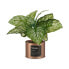 Decorative Plant Home Copper Can (26 x 26 x 26 cm) (6 Units)