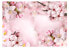 Фото #1 товара Fototapete Spring Cherry Blossom