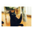 Фото #8 товара Игрушка-палка для кошек Gloria Деревянная плюшевая игрушка червяк Ниемейер