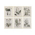 Фото #1 товара Картина Home ESPRIT Shabby Chic Ботанические растения 40 x 1,5 x 50 cm (6 штук)