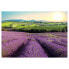 Фото #1 товара Vlies Fototapete Lavender Field