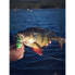 RAPALA BX Skitter Frog BXSF04 Floating Topwater Stickbait 45 mm 7.5g
