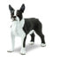 Фото #2 товара Игровая фигурка Safari Ltd Boston Terrier Figure Wild Safari Pets (Дикие Сафари. Питомцы)