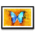 Gerahmtes Bild Common Morpho