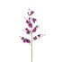 Orchidee Oncidium